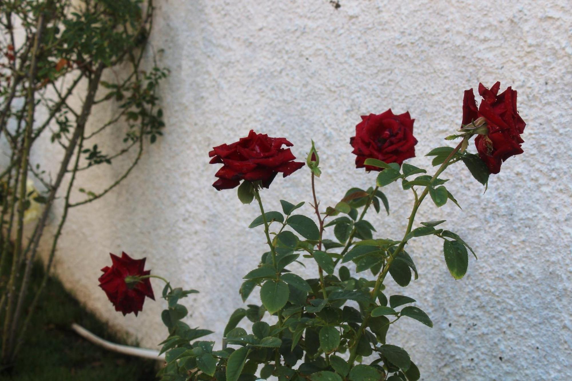 Bed and Breakfast Los Flamingos La Maddalena  Екстер'єр фото