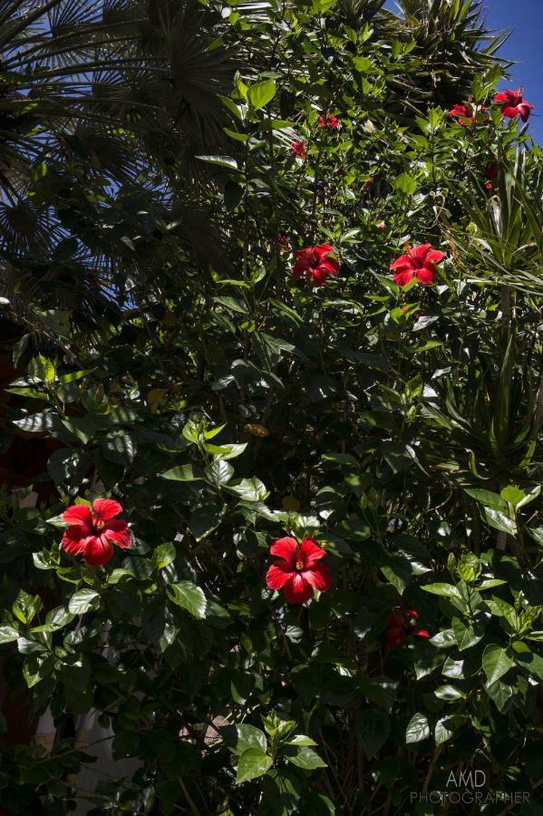 Bed and Breakfast Los Flamingos La Maddalena  Екстер'єр фото